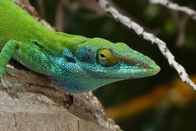 blue-green lizard