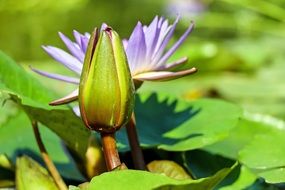 Water Lily green Bud