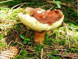 big mushroom with hat up close-up on blurred background