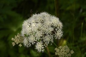 unusually beautiful Forest-Angelica