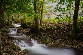 idyllic forest river