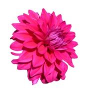 bright pink dahlia on a white background
