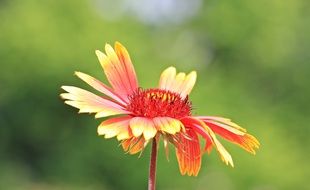 orange bright flower close up