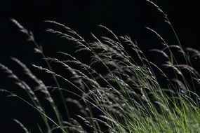 wonderful Grasses