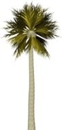 Palm Tree drawing