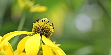 yellow Flower Blossom Bloom macro recording