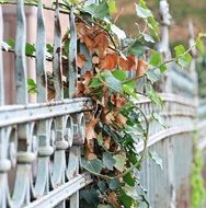 Ivy on wrought iron Fence