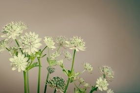 white delicate garden flowers