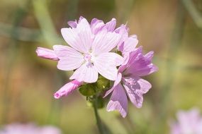pink delicate flower in spring in the garden