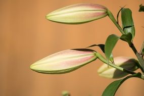 close up picture of lilies in closed buds