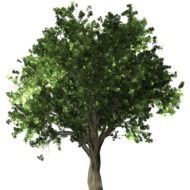 bonsai is a tree in miniature