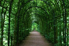 Tunnel made of plants