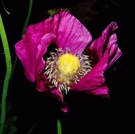 bright flower blossom bloom close
