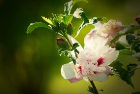 Hibiscus White-Pink