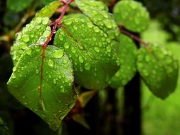 green branches in raindrops close-up