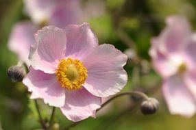 pink delicate flower in spring