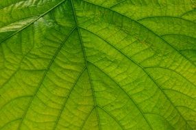 large green leaf close-up