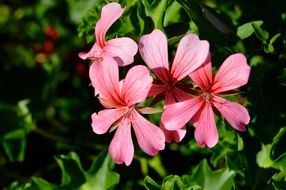 pink garden flowers in the sunlight