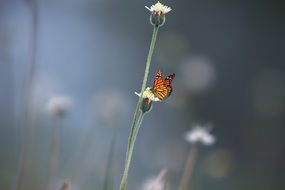 orange butterfly collects nectar