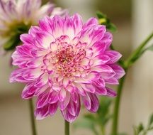 dahlia flower in garden