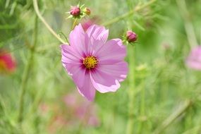 pink cosmea blossom