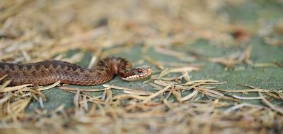 dangerous poison snake closeup