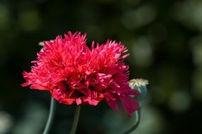 Macro picture of Filled Poppies