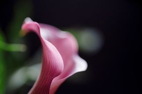 Beautiful pink and white Calla Flower, macro, blurred background