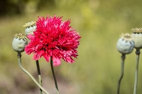 red flower among poppy seed capsules with seeds