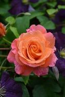 Beautiful. blooming, orange and pink rose in the garden