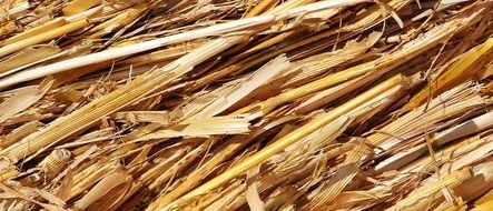 dry Straw Harvest closeup