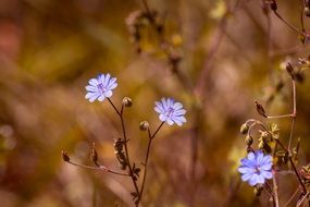 macro photo of small wild purple flowers