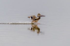 mallard Duck Gliding on water
