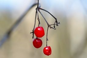 three shriveled honeysuckle berries
