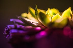 soft light over purple cactus bloom