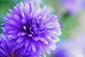 closeup photo of purple flower on blurry background