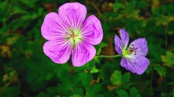 two geranium buds close up