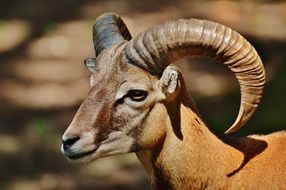goat in a wildlife park