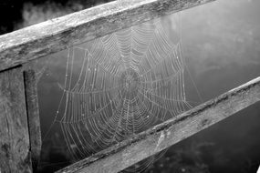 black and white photo of a web on a fence