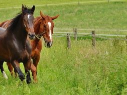 horses coupling