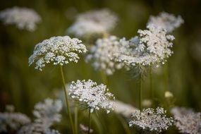 closeup view of wild сarrot flowers in a field