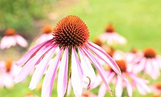 Sun Hats, pink Echinacea flowers