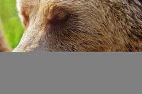 European Brown Bear Wild Animal N7