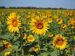 bright photo of a field of sunflowers