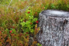 green bush with red flowers near the stump