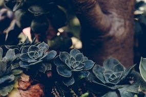 Botanical Succulents