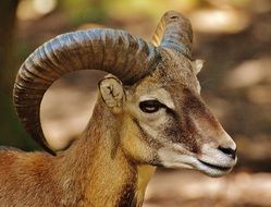 goat in a wildlife park close up