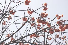 tree with red spring flowers