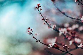 sakura in buds closeup