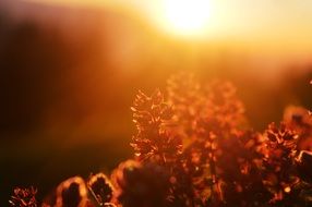 dry Plants at sunset